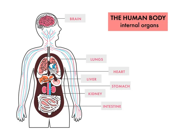 Anatomy Human Body Internal Organs Infographics White Background — стоковый вектор