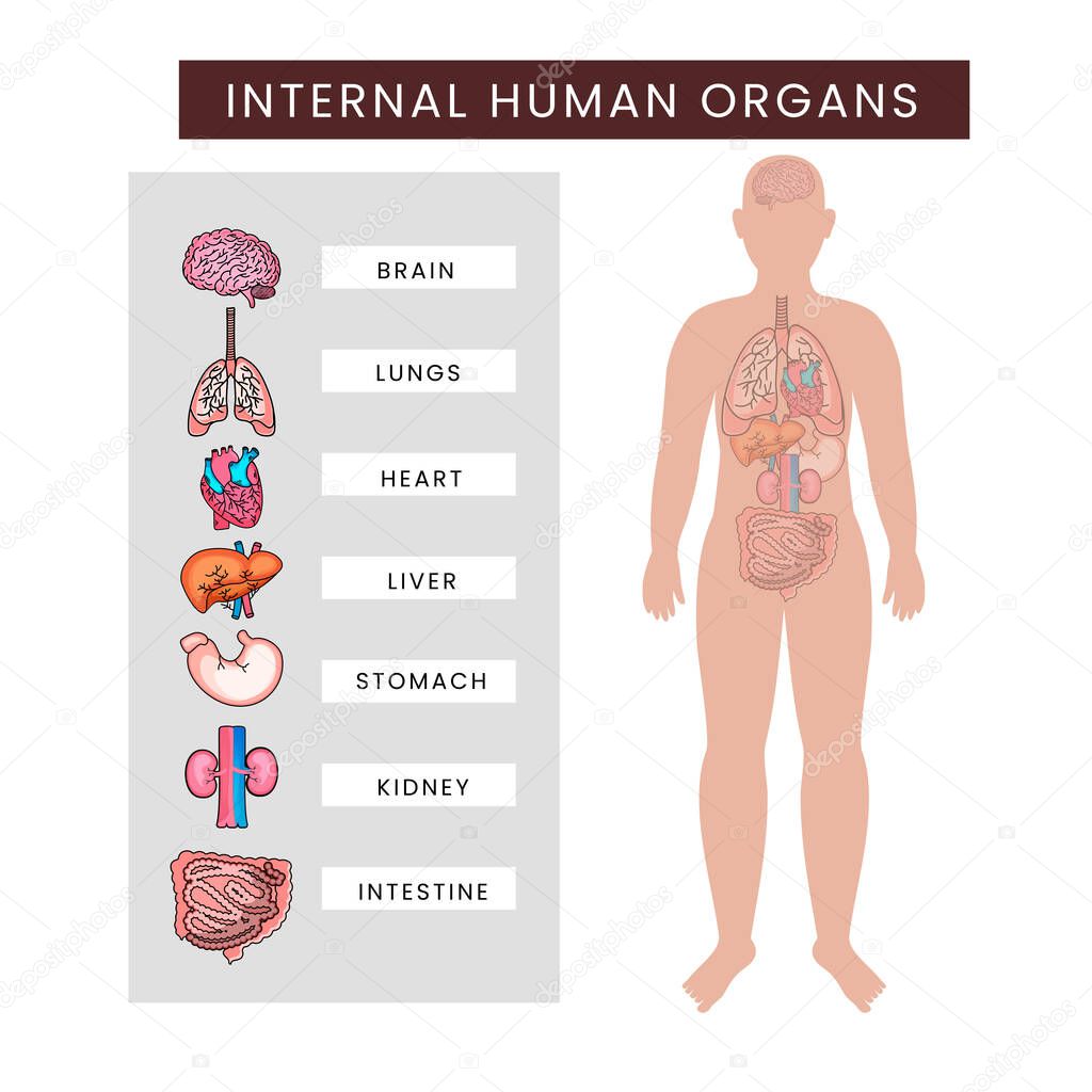 Human Body Internal Organs Infographics Against White Background.