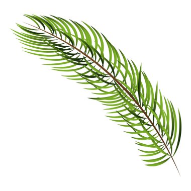 Isolated Fir Leaves Branch On White Background.