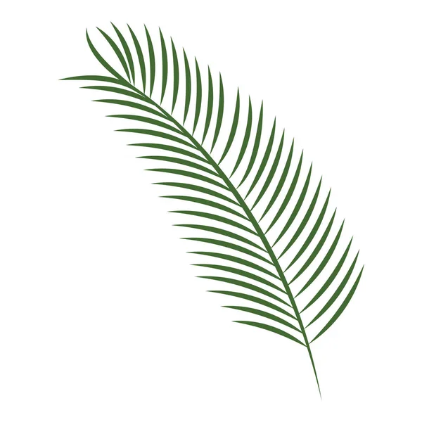 Flat Style Fir Leaves Branch White Background — Stockvektor