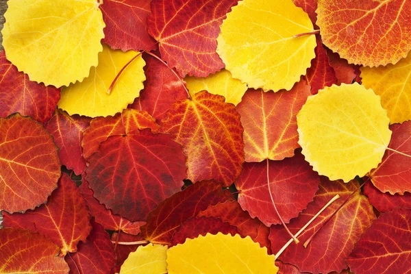 Kleurrijke herfst bladeren achtergrond — Stockfoto