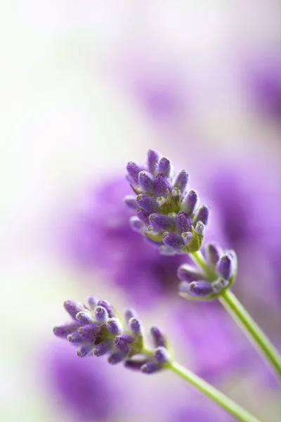 Flores de lavanda — Fotografia de Stock