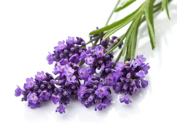 Lavender flower isolated — Stock Photo, Image