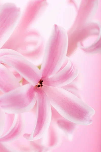 Flor jacinto rosa — Fotografia de Stock