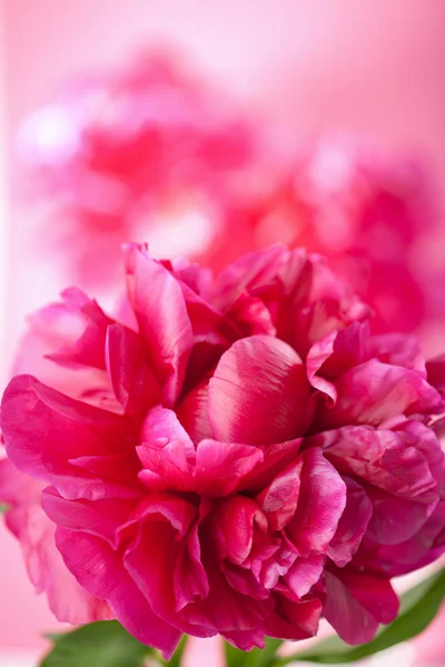 Flor de peonía rosa — Foto de Stock