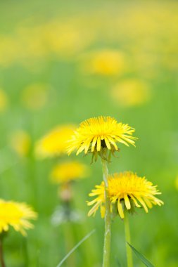 Tarlada karahindibalar