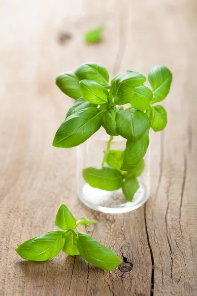 Albahaca en vidrio — Foto de Stock