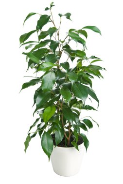 ficus benjamina izole