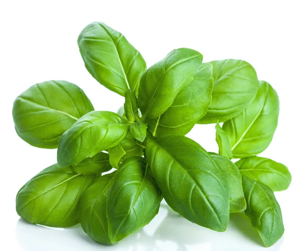 Basil leaves isolated — Stock Photo, Image