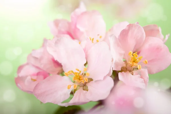 Flores de primavera —  Fotos de Stock