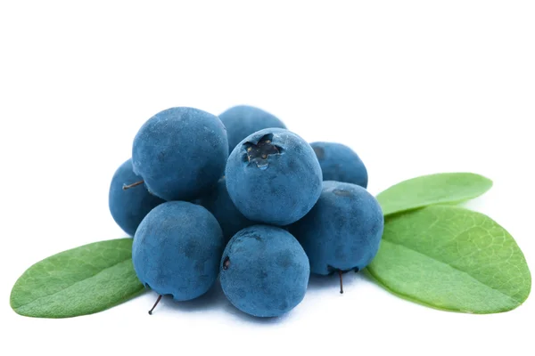 Fresh blueberries isolated — Stock Photo, Image