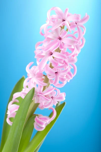 Fiore di giacinto rosa — Foto Stock