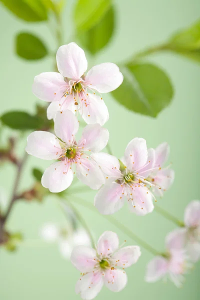 Spring flowers — Stock Photo, Image