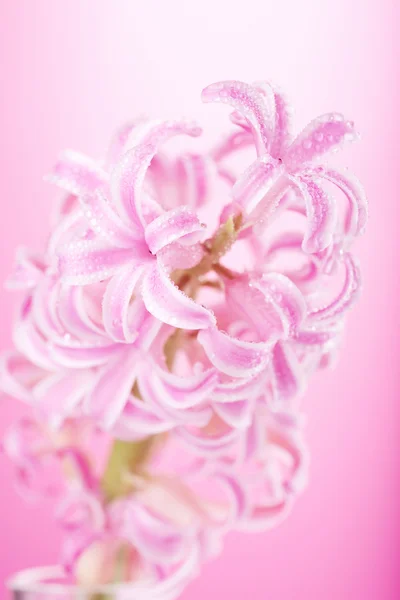 Розовый гиацинтовый цветок — стоковое фото