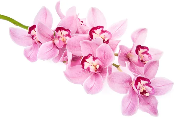 Różowa orchidea kwiecie na białym tle — Zdjęcie stockowe