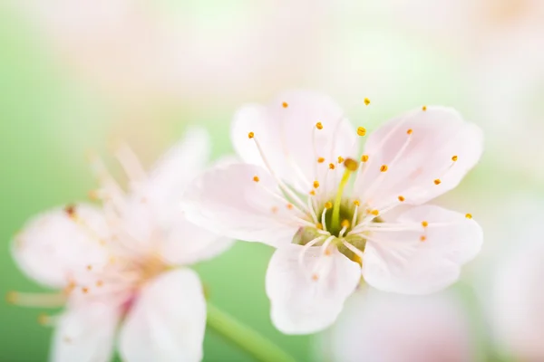 Flores de primavera —  Fotos de Stock