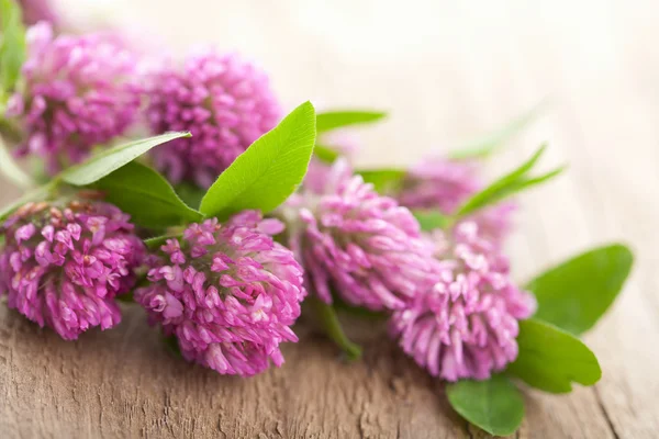Pink clover flower — Stock Photo, Image