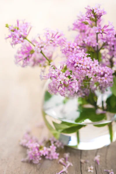 Lilac flowers — Stock Photo, Image