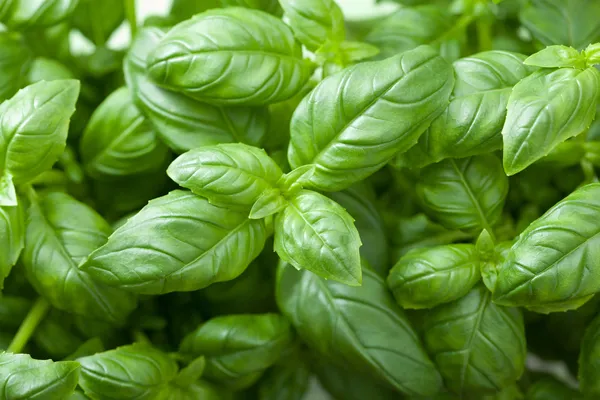 Fresh basil leaves — Stock Photo, Image