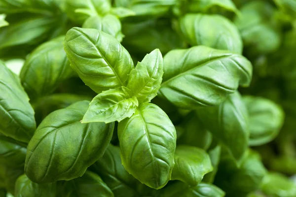 Hojas de albahaca fresca — Foto de Stock