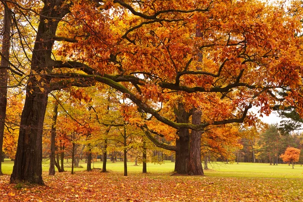 Осенние деревья в парке — стоковое фото