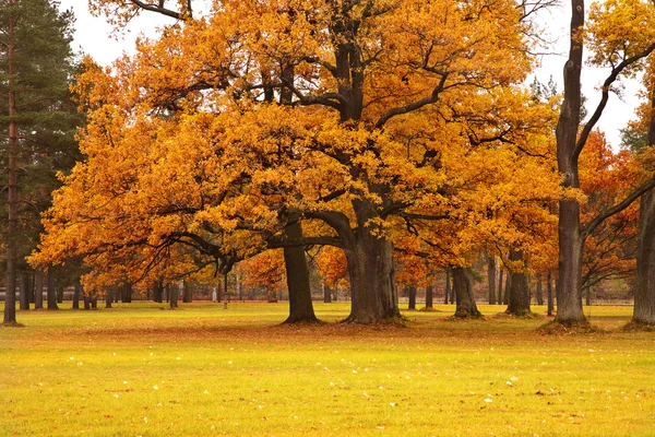 Jesienią drzew w parku — Zdjęcie stockowe