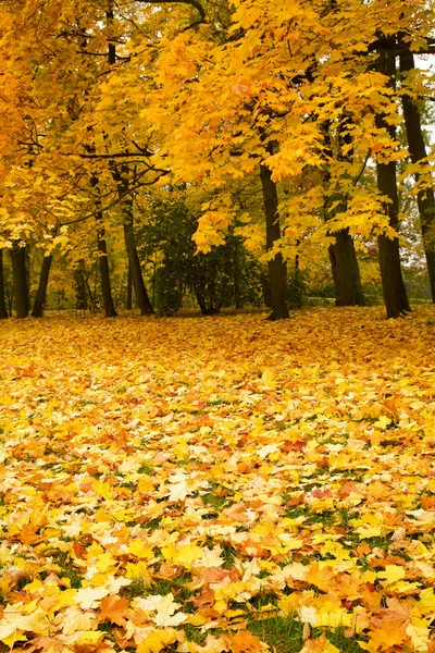 Autumn park with maple trees — Stock Photo, Image