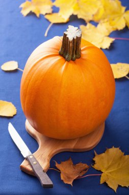 mavi zemin üzerine kabak