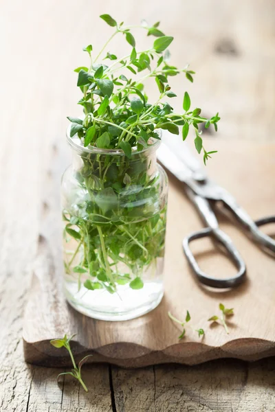 Fresh thyme herb in glass — Stock Photo, Image