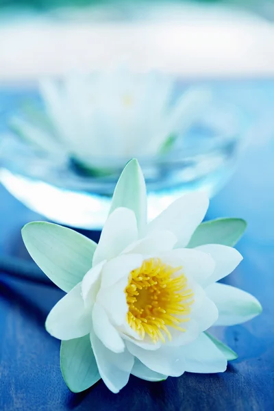 Bílý Lotosový květ — Stock fotografie