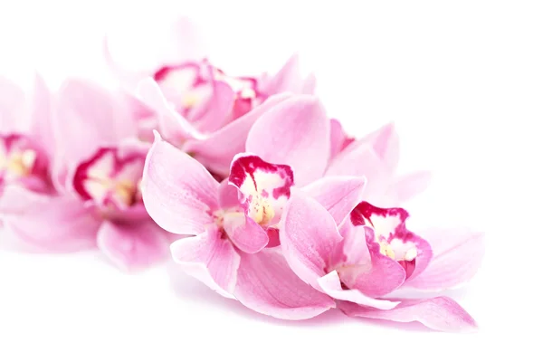 Roze orchideebloemen geïsoleerd — Stockfoto