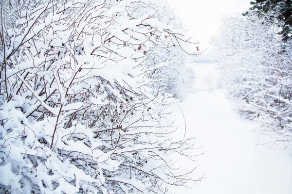 Paysage hivernal enneigé — Photo