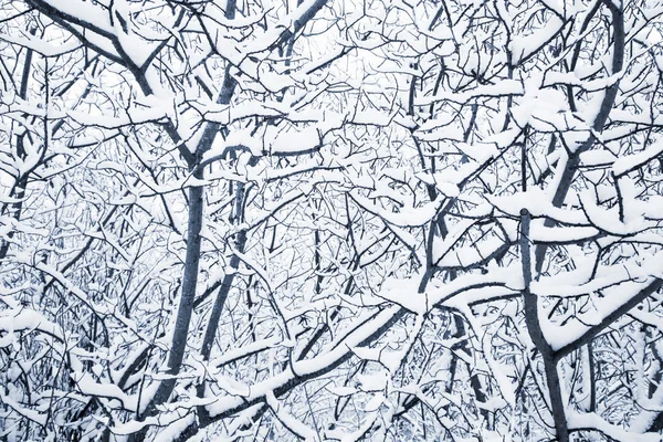 Snowy winter trees background — Stock Photo, Image