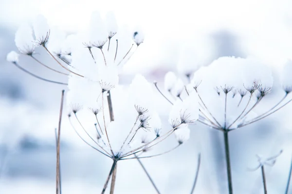 얼어붙은 겨울 식물 — 스톡 사진