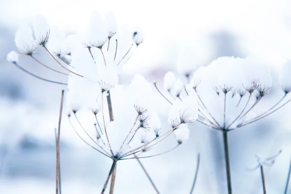 Plantas de invierno congeladas — Foto de Stock