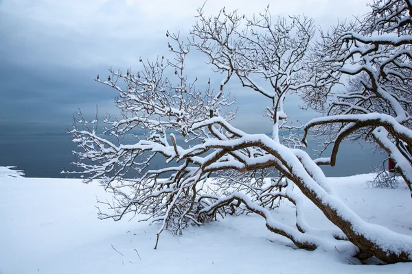 Paisaje de fiordos de invierno noruego con árbol —  Fotos de Stock