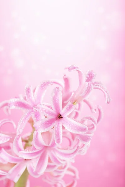 Рожевий Гіацинта квітка — стокове фото
