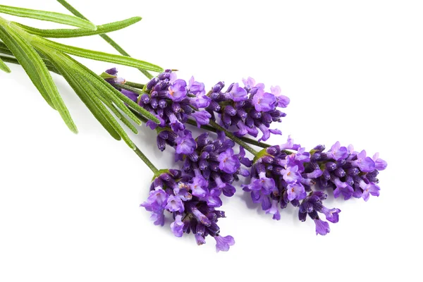 Flor de lavanda aislada —  Fotos de Stock