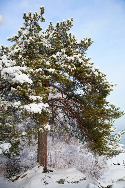 Winter landscape with snowy pine tree — Stock Photo, Image