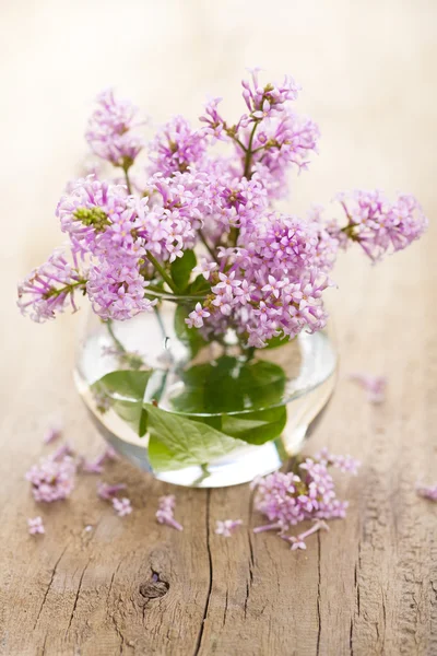 Lila bloemen in vaas — Stok fotoğraf