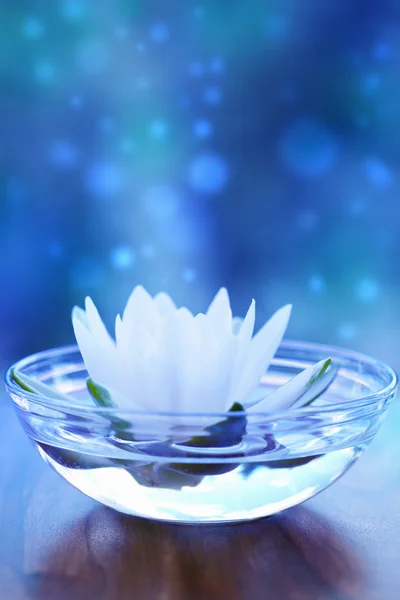 White water lilly flower over blue — Stock Photo, Image