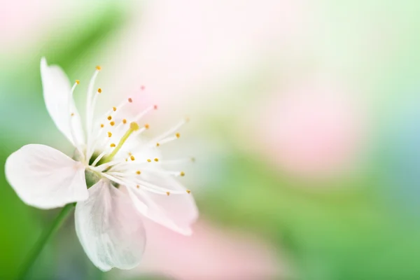 Primavera flor sobre fundo borrado — Fotografia de Stock