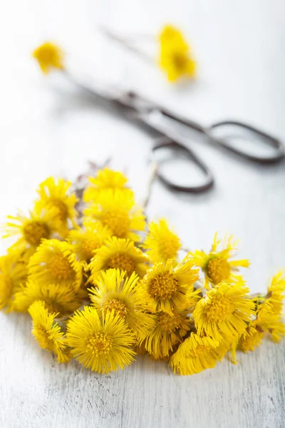 Podběl květiny a nůžky — Stock fotografie
