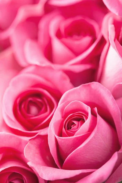 Beautiful pink roses background closeup — Stock Photo, Image