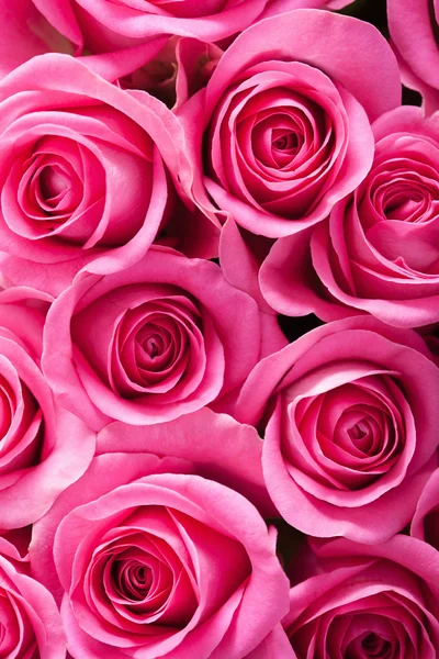 漂亮的粉红玫瑰背景 — 图库照片