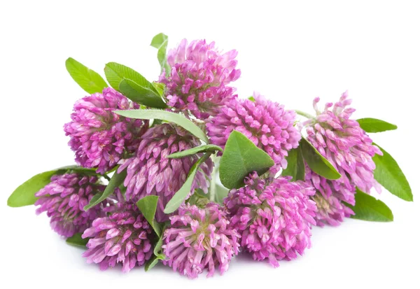 Pink clover flower isolated — Stock Photo, Image