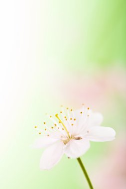 Bahar çiçek üzerinde arka plan bulanık 