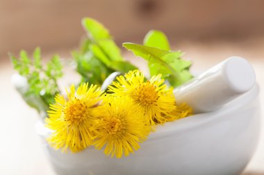 harç otlar coltsfoot çiçekler bahar