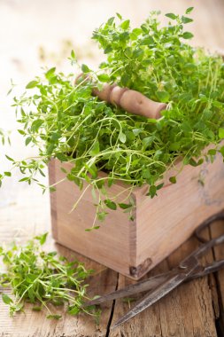 Ahşap kutusunda taze kekik herb