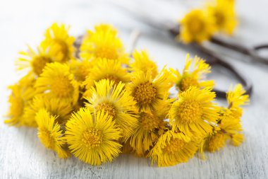 coltsfoot çiçek ve makas 